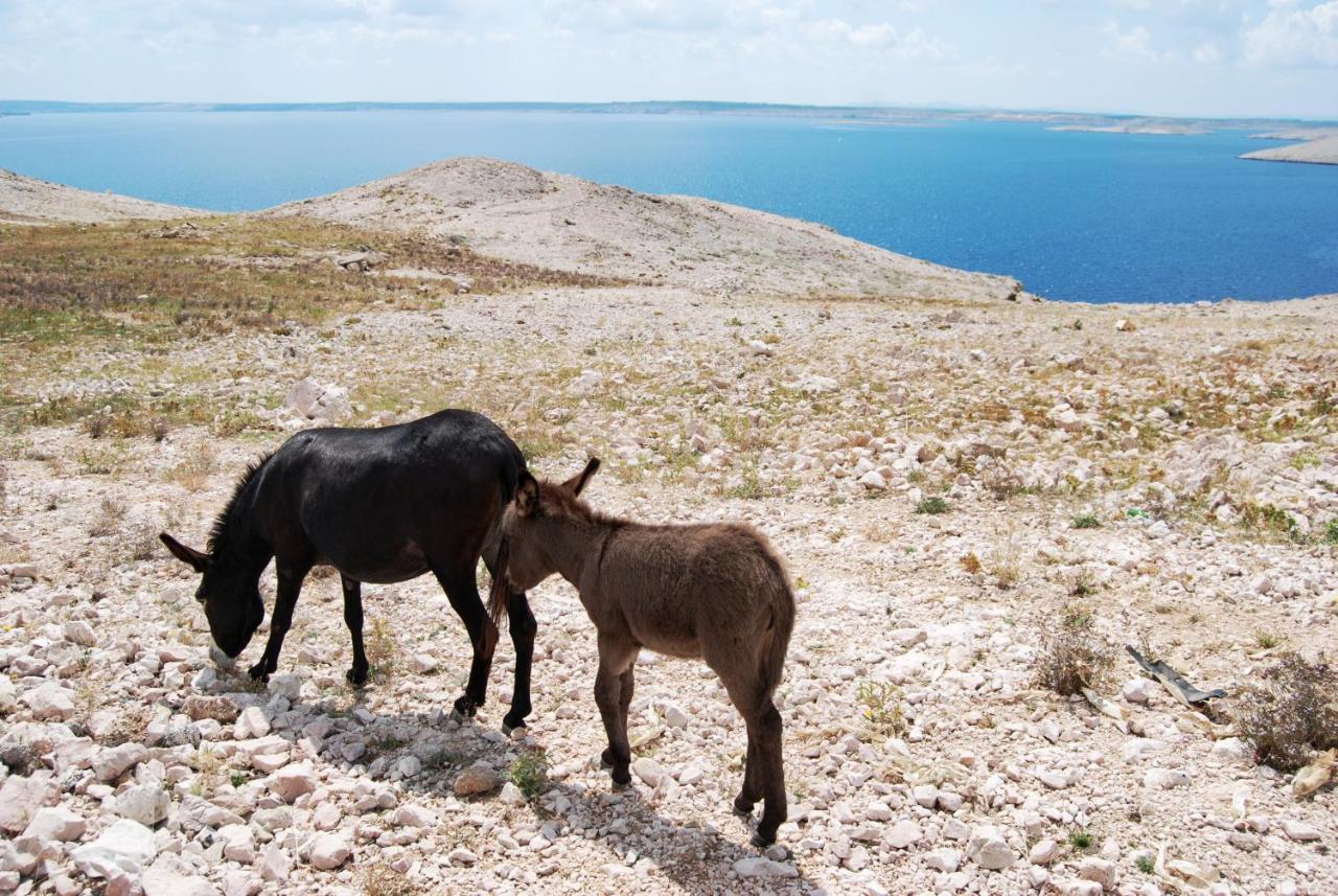 Galapagus Privat Beach & Boat Dock Lägenhet Metajna Exteriör bild